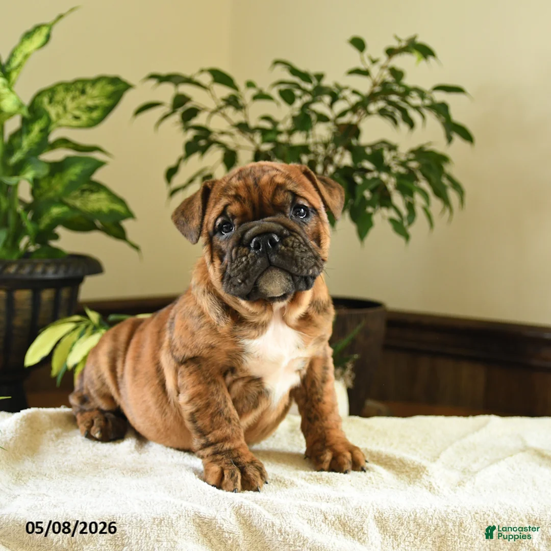 English Bulldog dogs for sale: Elizabeth - Ad 1