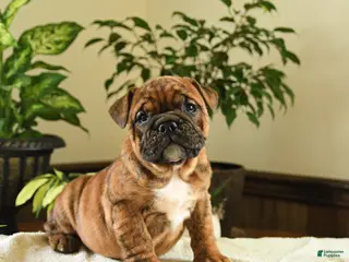 English Bulldog dogs for sale: Elizabeth - Ad 4