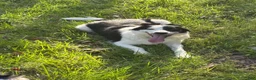 Border Collie dogs for sale: Spot - Ad 5