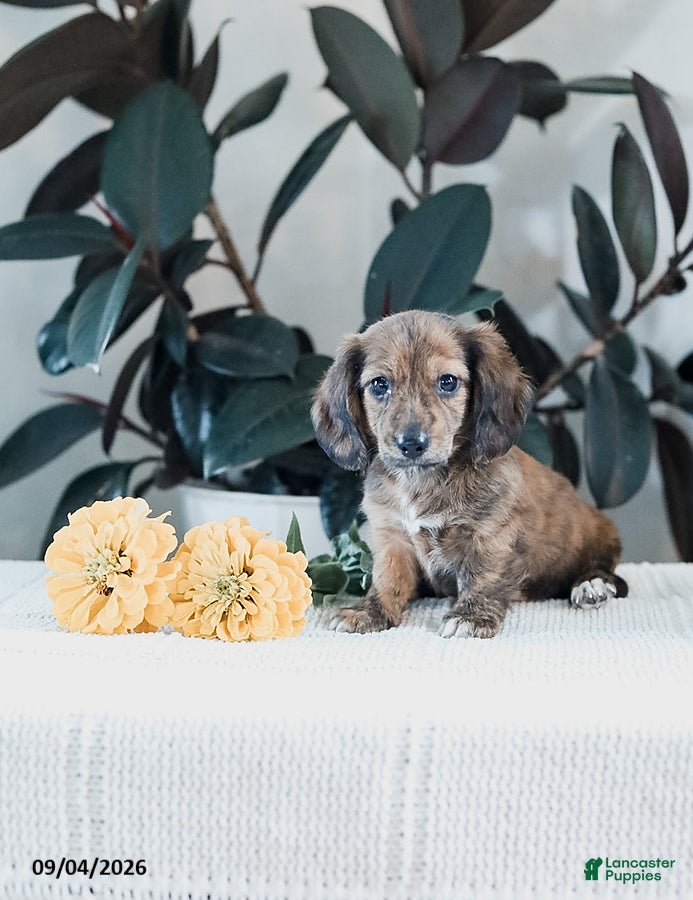 Miniature Dachshund dogs Brock - Ad 2