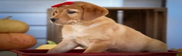 Labrador Retriever dogs for sale: NAOMI - Ad 4