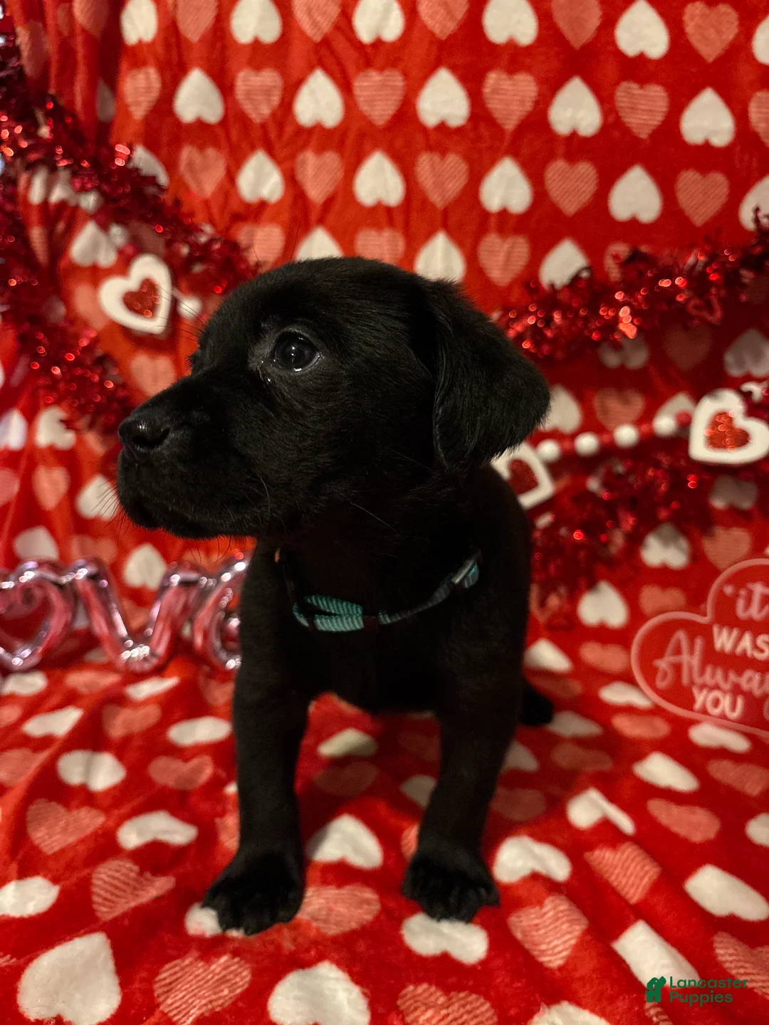 Labrador Retriever dogs for sale: Miley - Ad 1