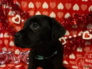 Labrador Retriever dogs Miley - Ad 14