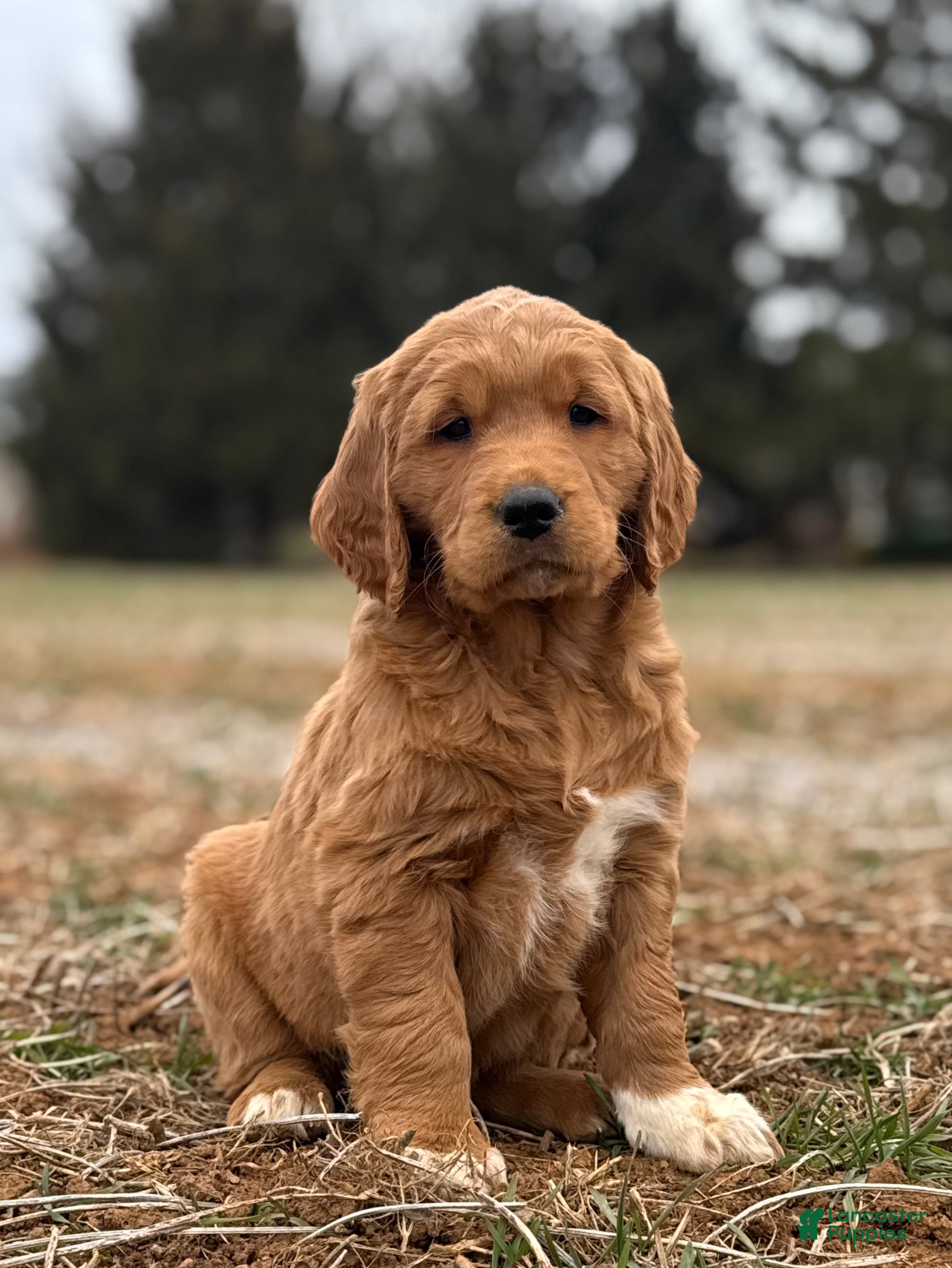 Mixed Breed dogs Aspen - Ad 23