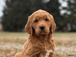 Mixed Breed dogs Aspen - Ad 23