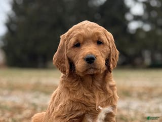 Mixed Breed dogs Aspen - Ad 27