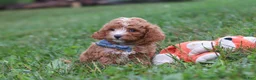 Cavapoo dogs for sale: Jaxon - Ad 9