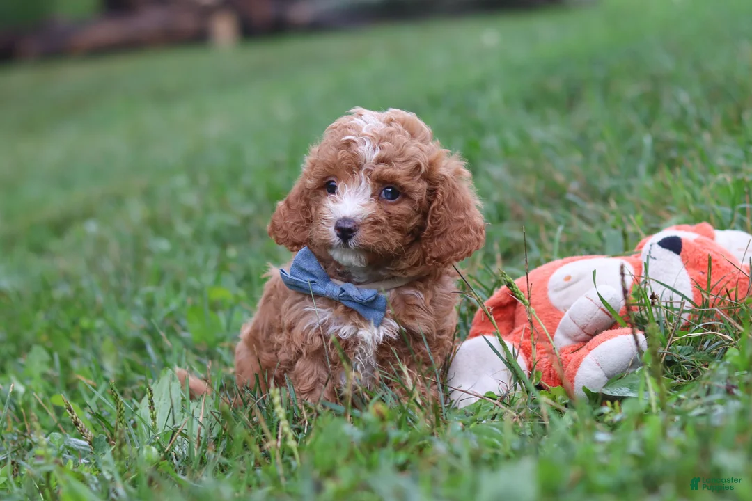 Cavapoo dogs for sale: Jaxon - Ad 9