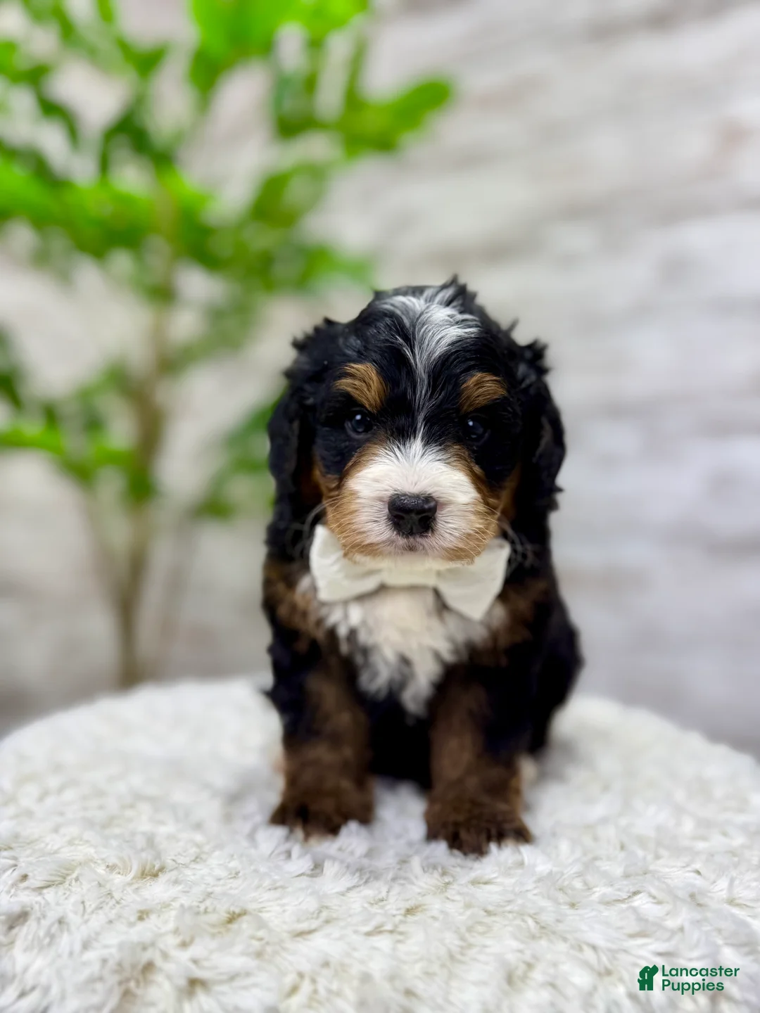 Mini Bernedoodle dogs for sale: 🎈Ace - Ad 8