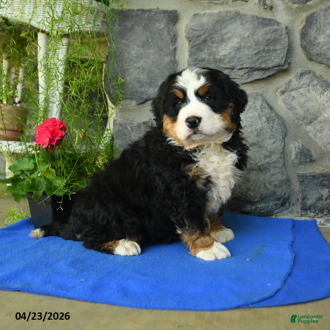 Bernese Mountain Dog dogs for sale: Fern - Ad 3