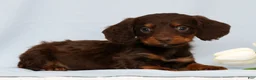Miniature Dachshund dogs for sale: Frankie - Ad 4
