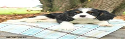 Cavalier King Charles Spaniel dogs for sale: Kassie - Ad 4