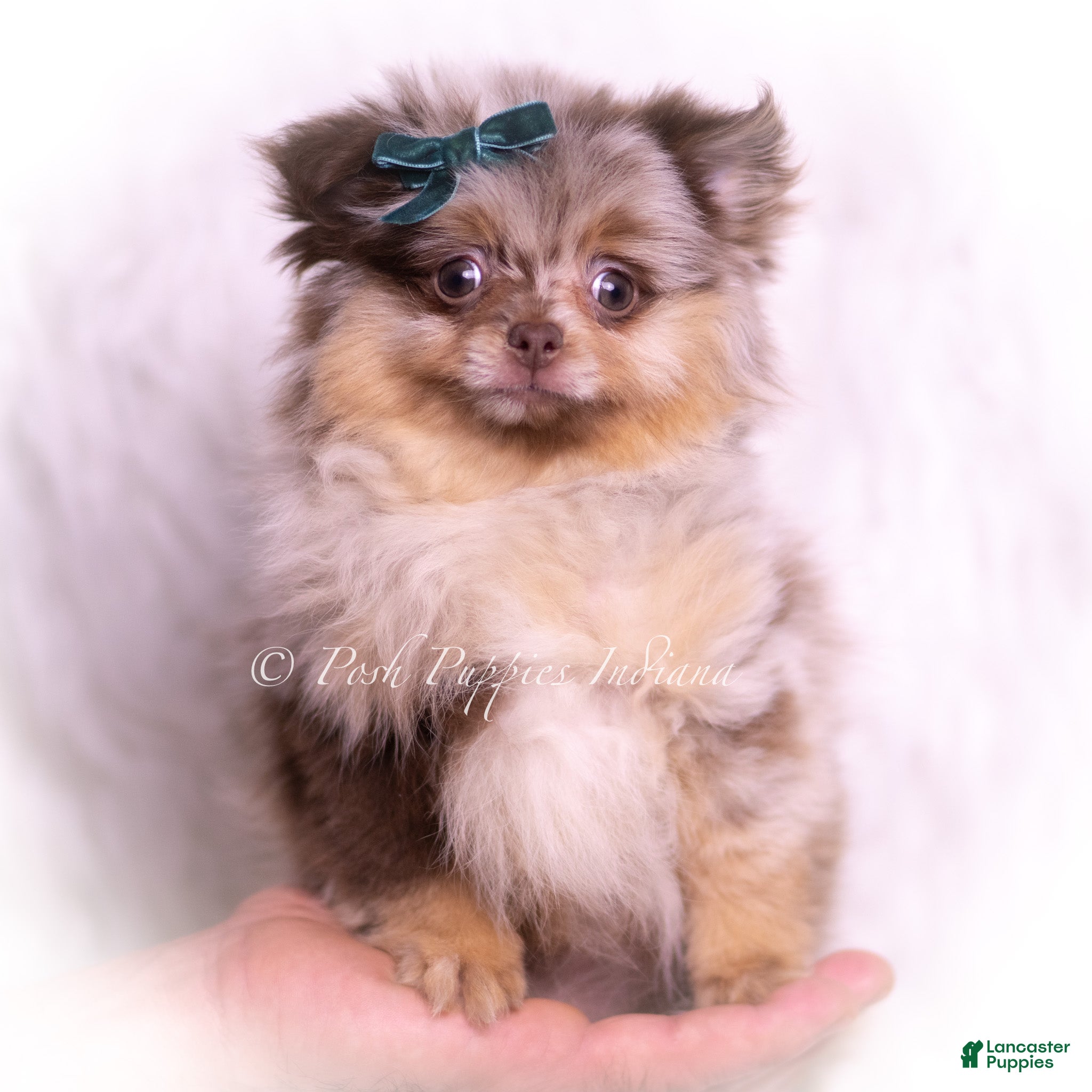 Pomeranian dogs Truffle  - Ad 24