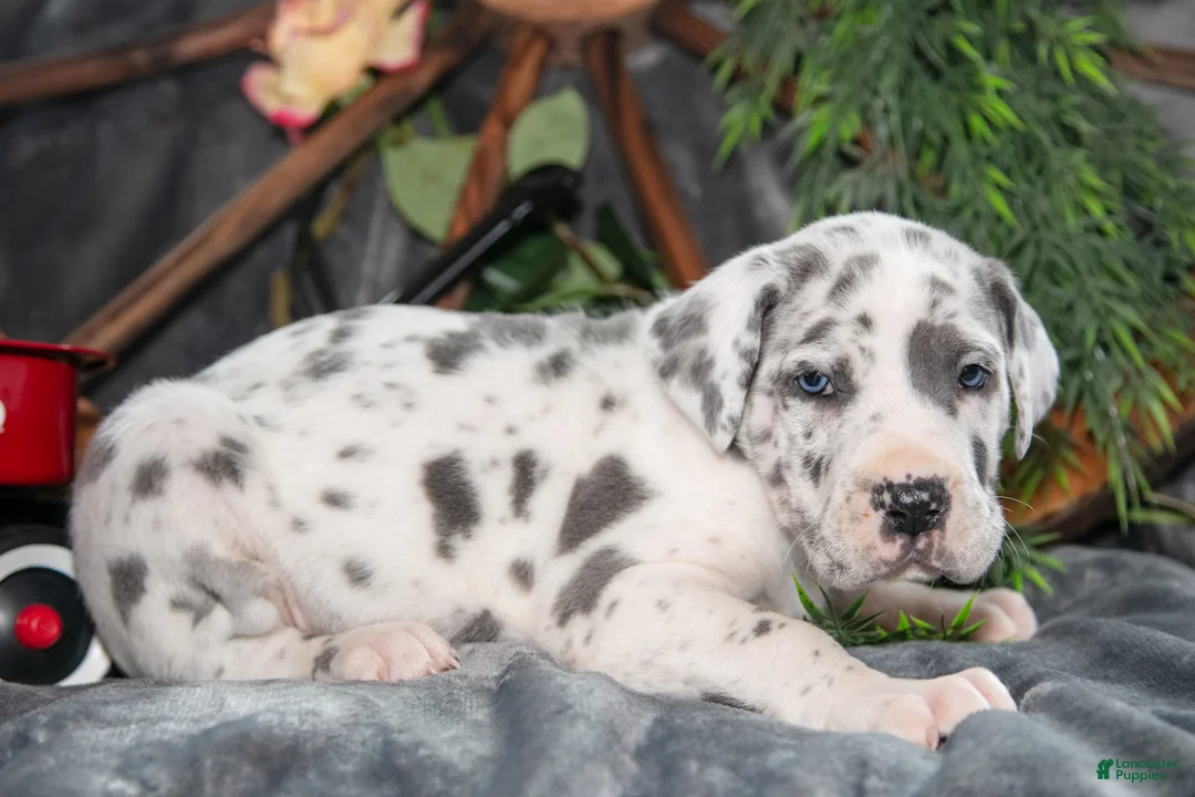 Great Dane dogs for sale: Honey - Ad 1