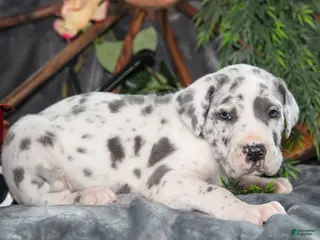 Great Dane dogs for sale: Honey - Ad 4