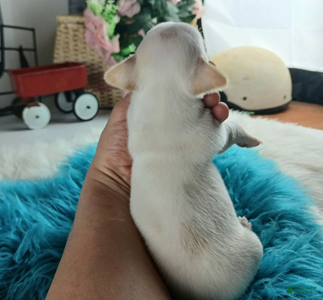 Chihuahua dogs for sale: Cece's white boy, NATIONWIDE DELIVERY  - Ad 6