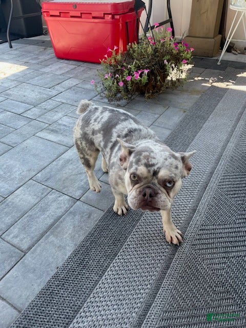 French Bulldog dogs Girl - Ad 2