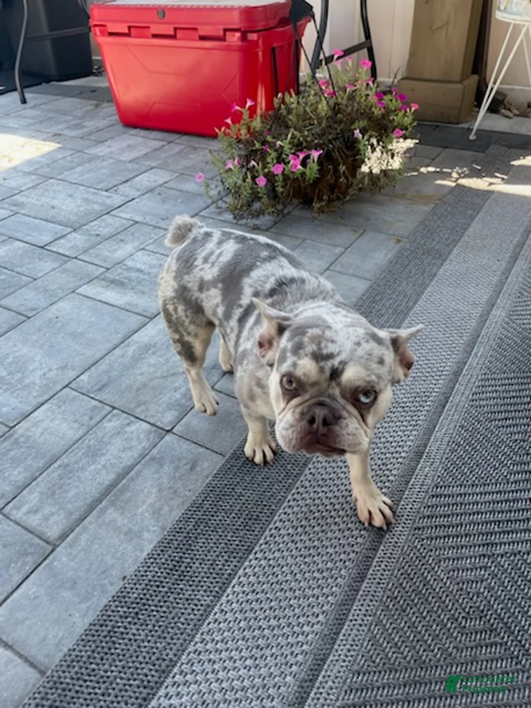French Bulldog dogs for sale: Girl - Ad 2