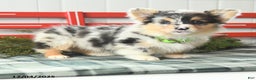 Welsh Corgi Pembroke dogs for sale: Fluffy Bubble Gum - Ad 2