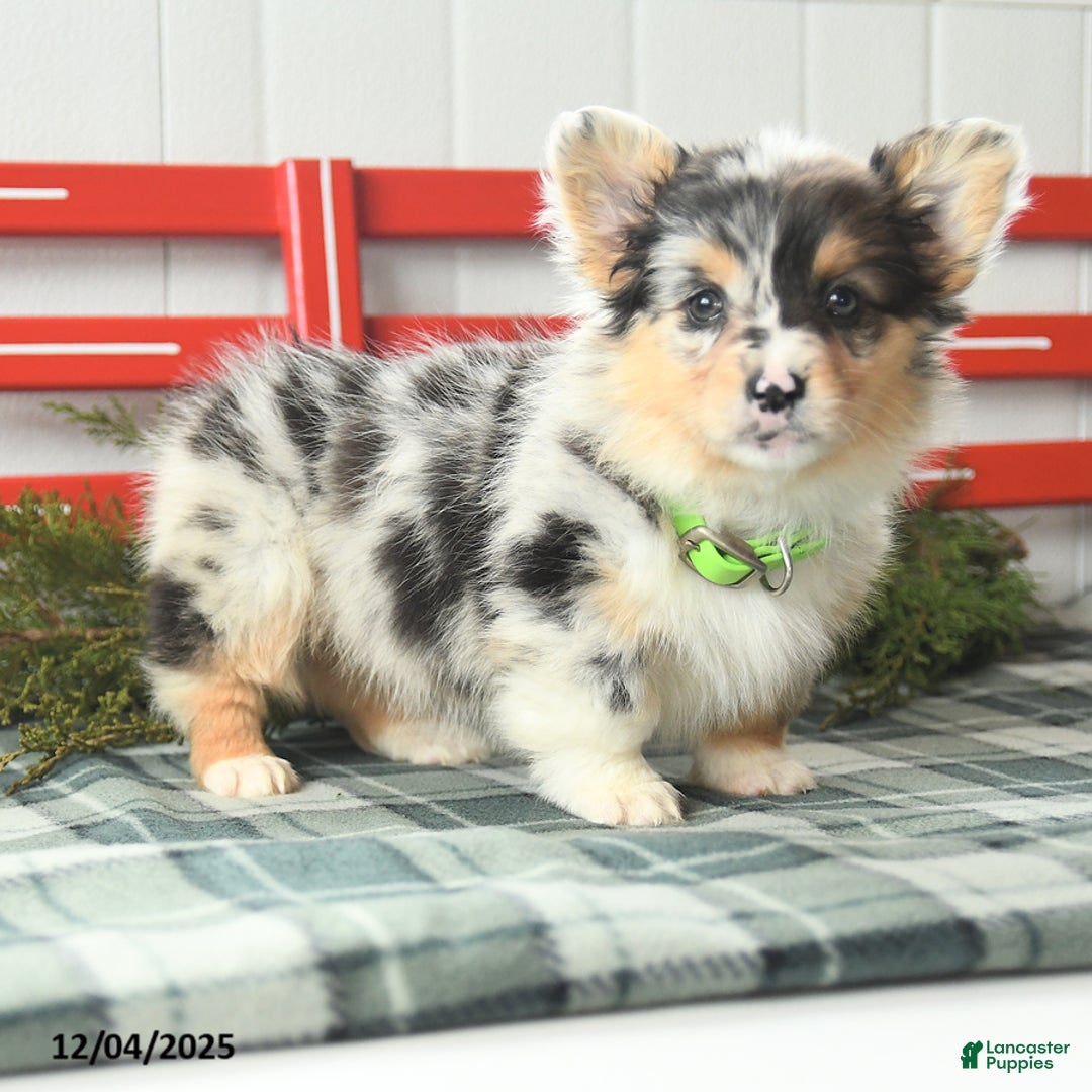 Welsh Corgi Pembroke dogs for sale: Fluffy Bubble Gum - Ad 2