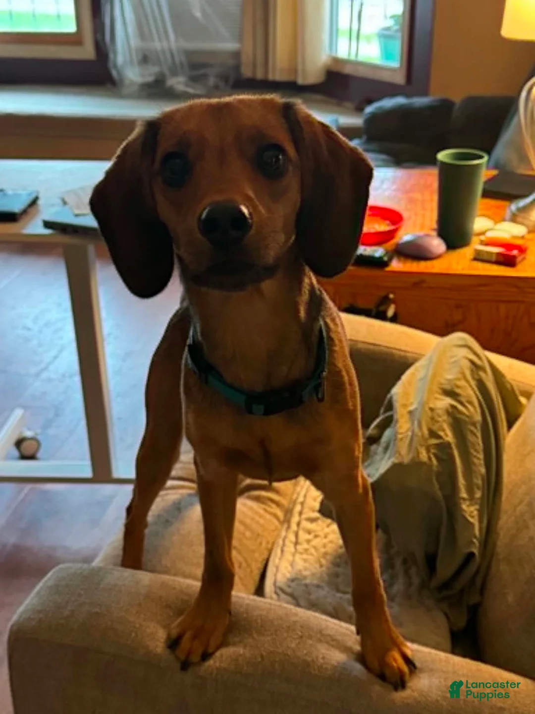 Mixed Breed dogs for sale: Jojo - Ad 2