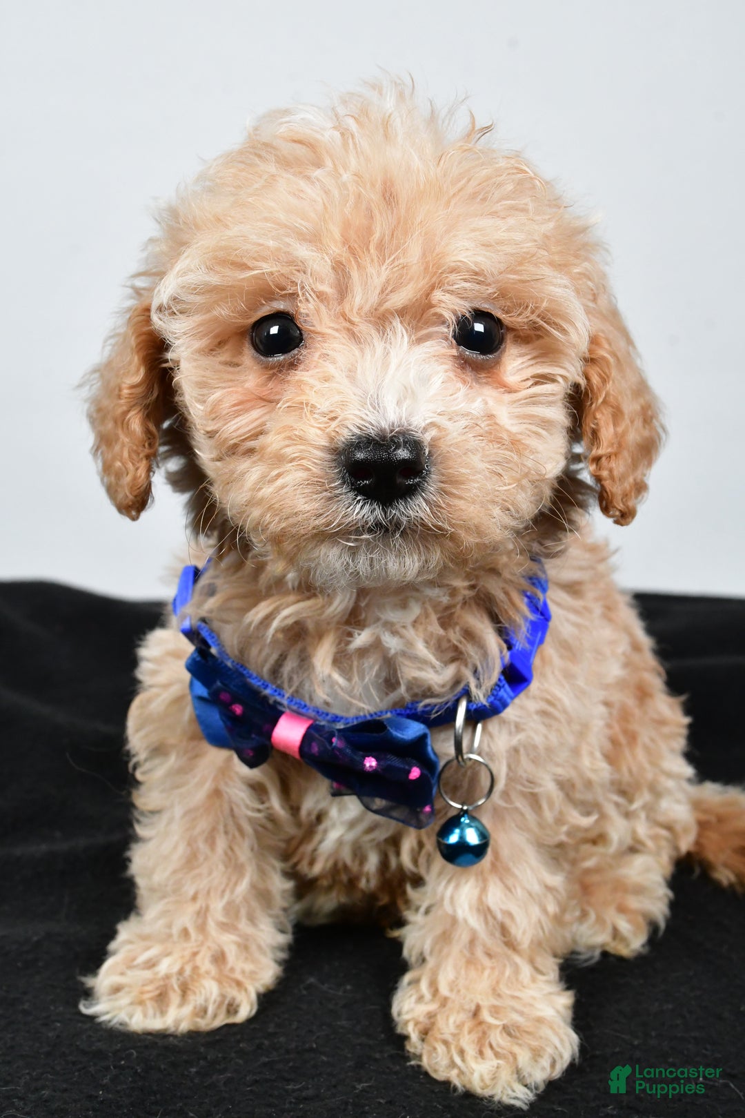 Maltipoo dogs for sale: Carter - Ad 6