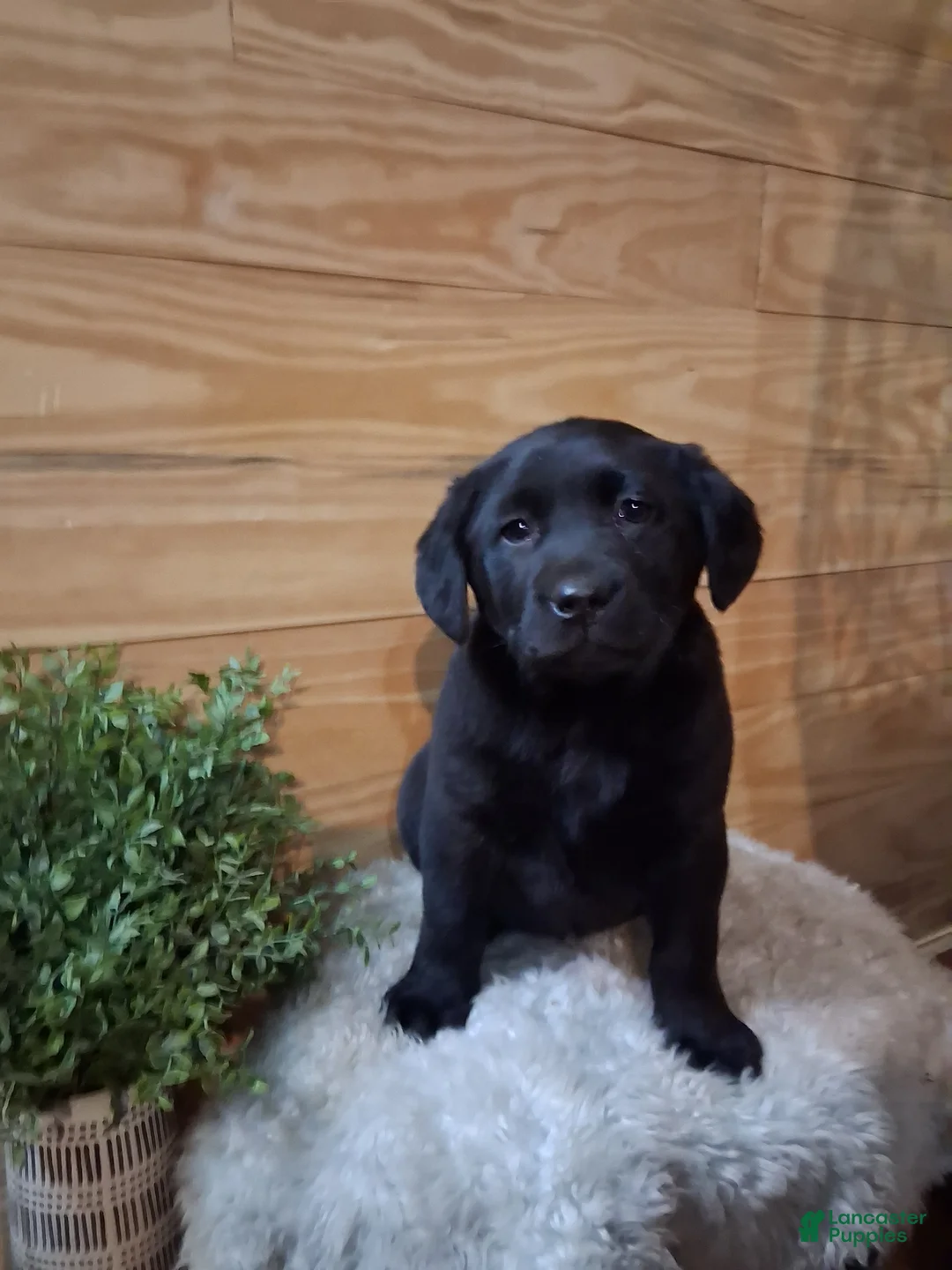Labrador Retriever dogs for sale: Labrador Retriever Puppy 2 - Ad 1