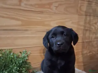 Labrador Retriever dogs Labrador Retriever Puppy 2 - Ad 12