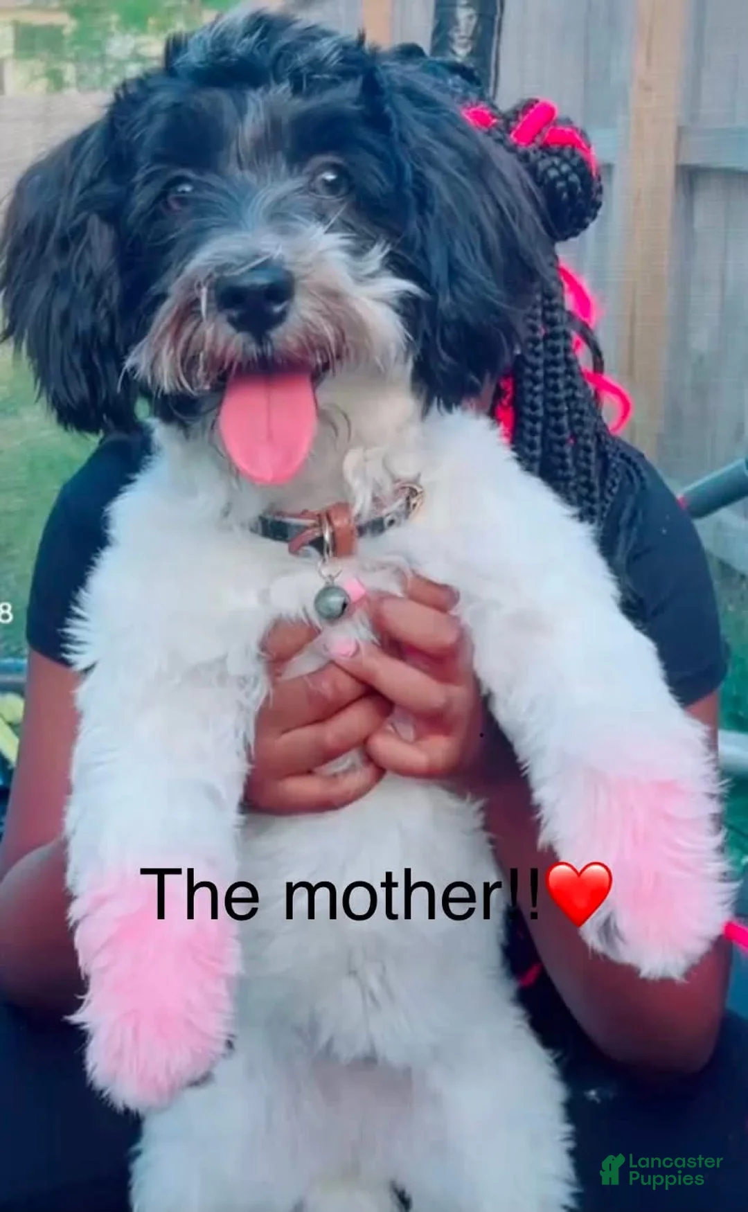 Bichpoo dogs for sale: Bichpoo 5 - Ad 2