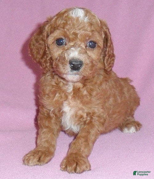 Cockapoo dogs Sophie - Ad 7