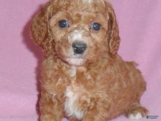 Cockapoo dogs Sophie - Ad 6