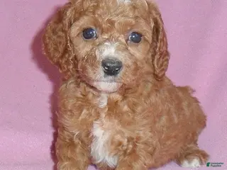 Cockapoo dogs Sophie - Ad 2