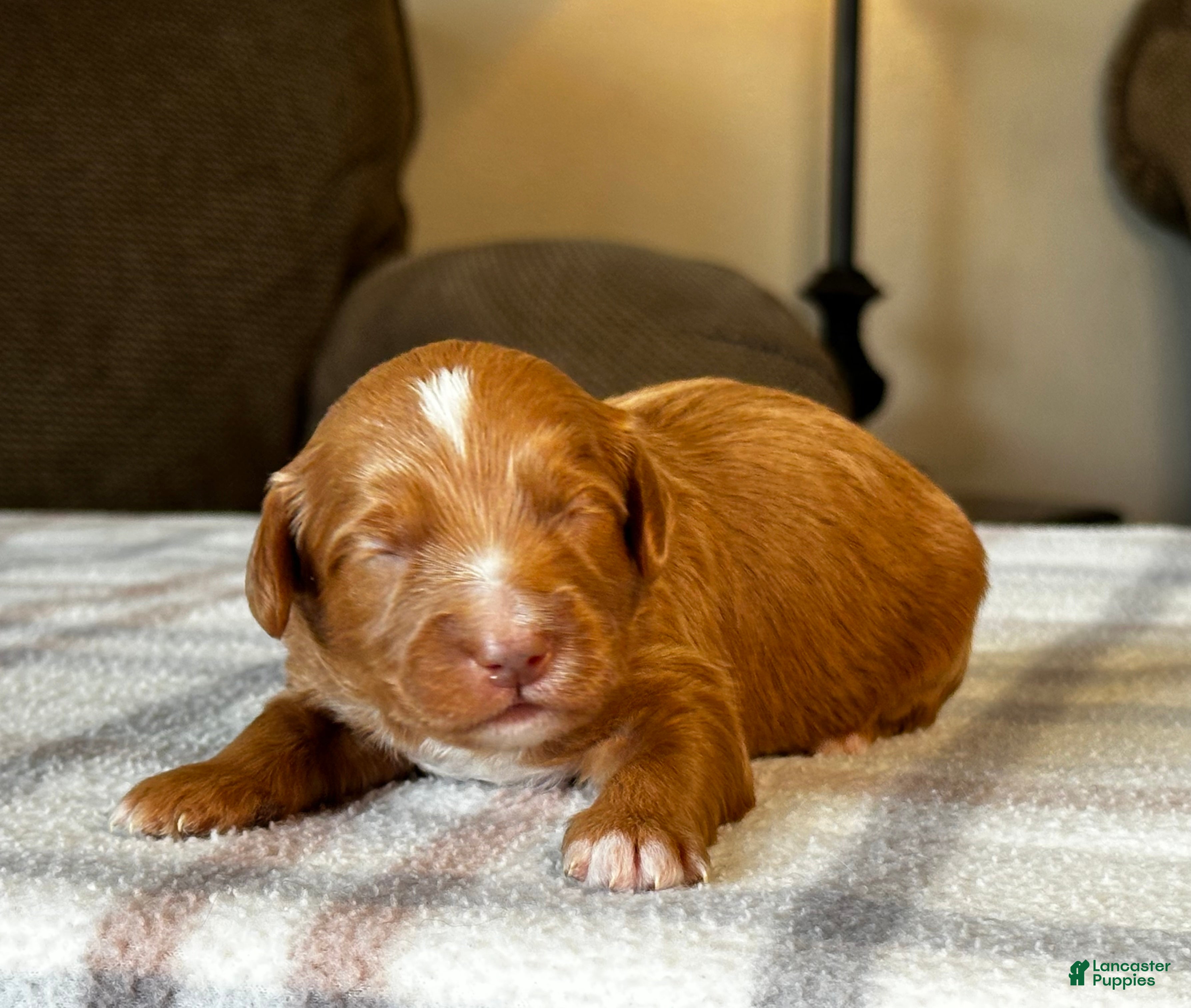 Mixed Breed dogs Red Micro Bernedoodle - Ad 1