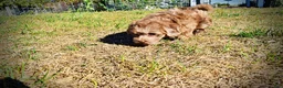 Havapoo dogs for sale: Porsha - Ad 12