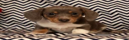 Miniature Dachshund dogs for sale: Andy - Ad 5