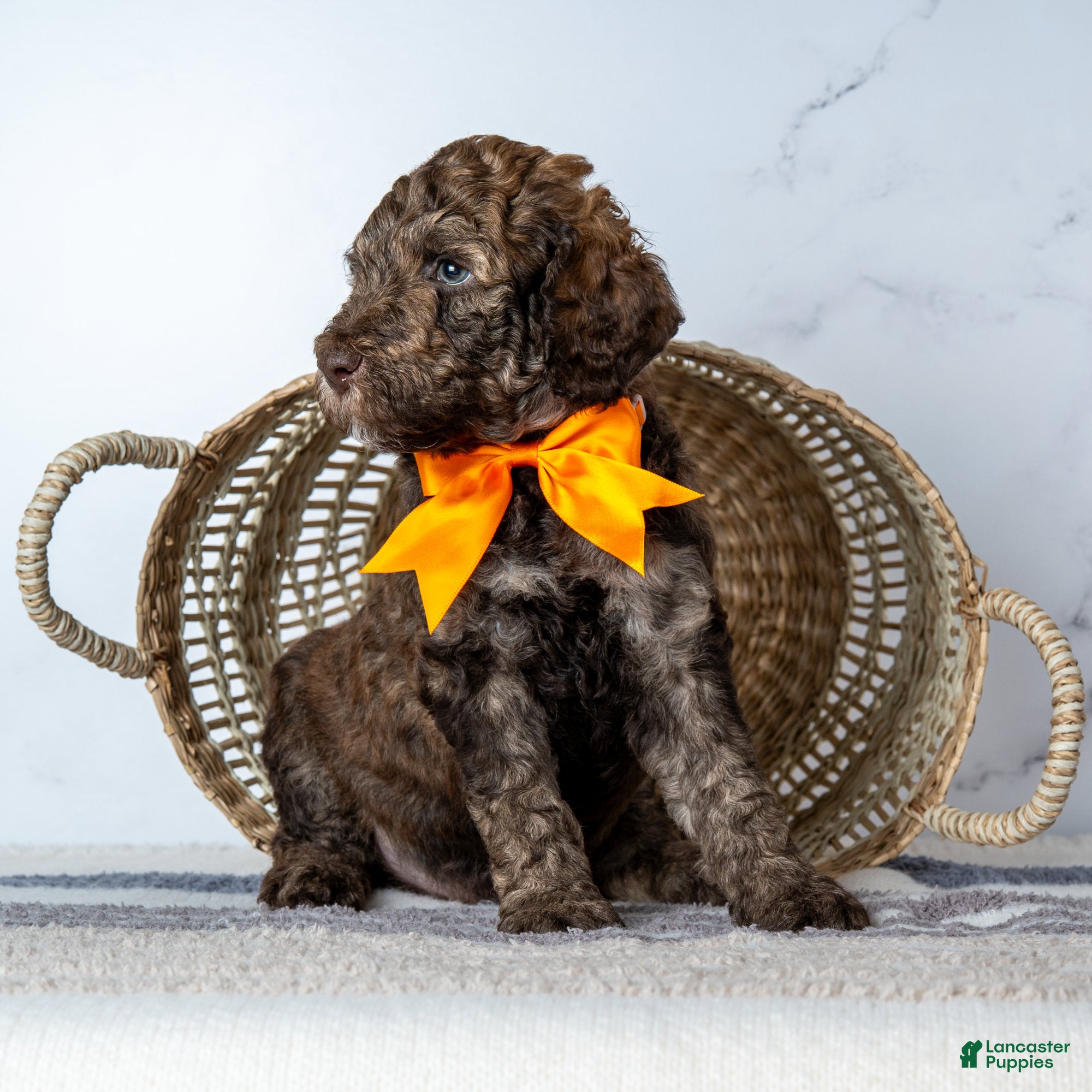 Goldendoodle dogs Mr. Cortado - Chocolate Phantom Merle Goldendoodle - Ad 16