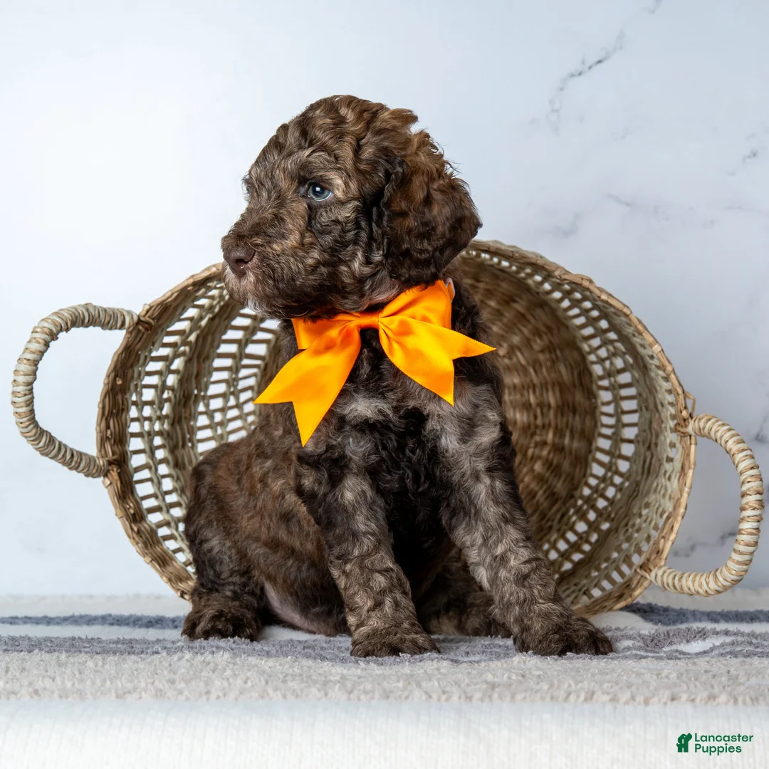 Goldendoodle dogs for sale: Mr. Cortado - Chocolate Phantom Merle Goldendoodle - Ad 1