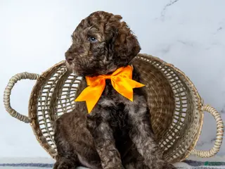 Goldendoodle dogs Mr. Cortado - Chocolate Phantom Merle Goldendoodle - Ad 18