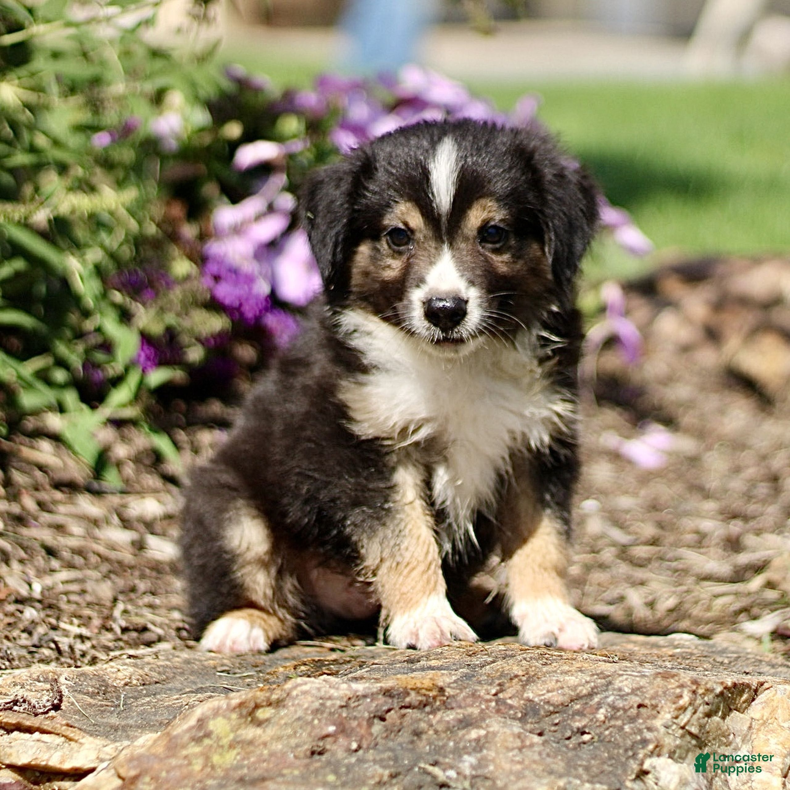 Miniature Australian Shepherd dogs Tyler  - Ad 1