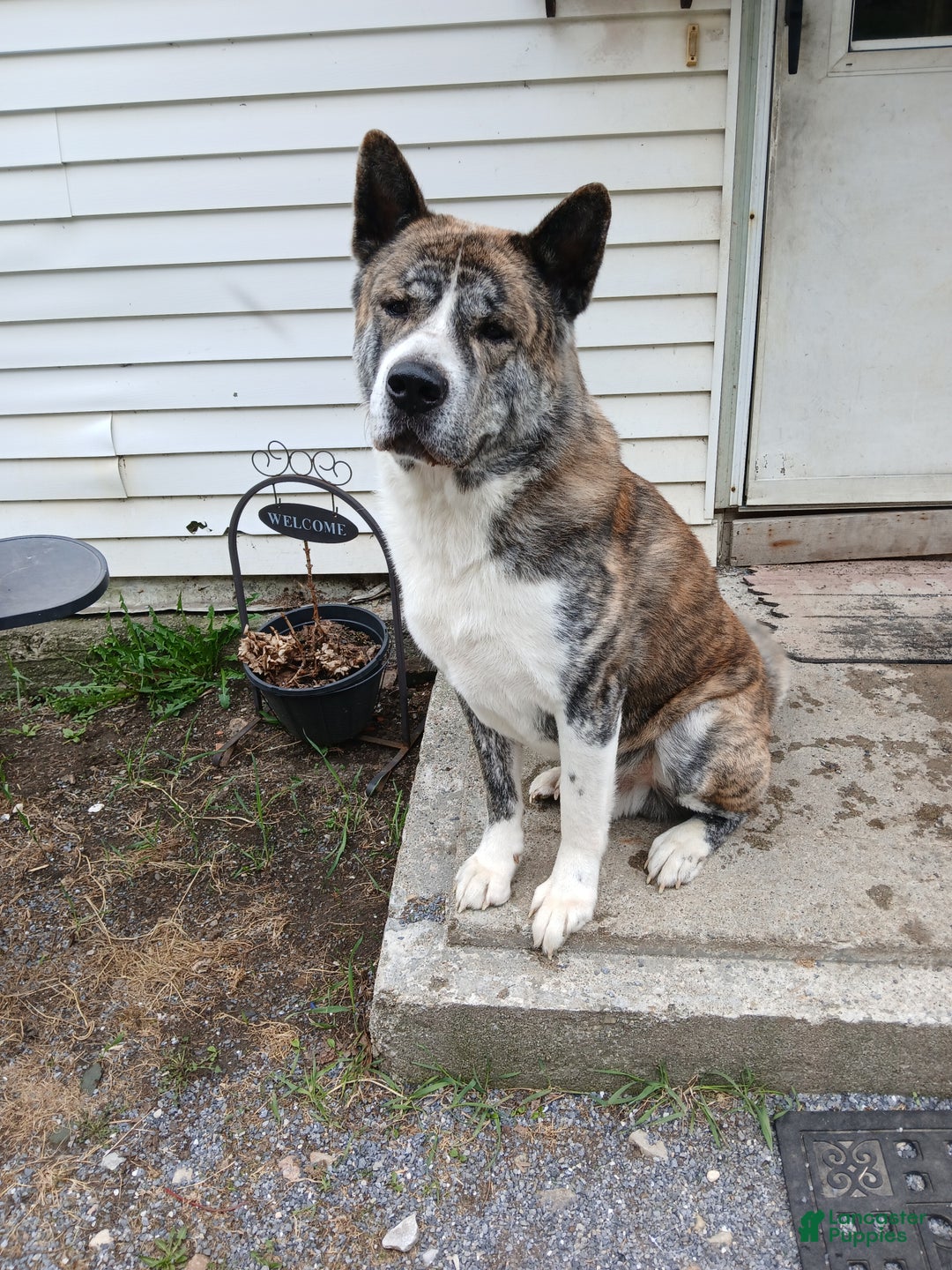 Akita dogs for sale: Astra - Ad 11