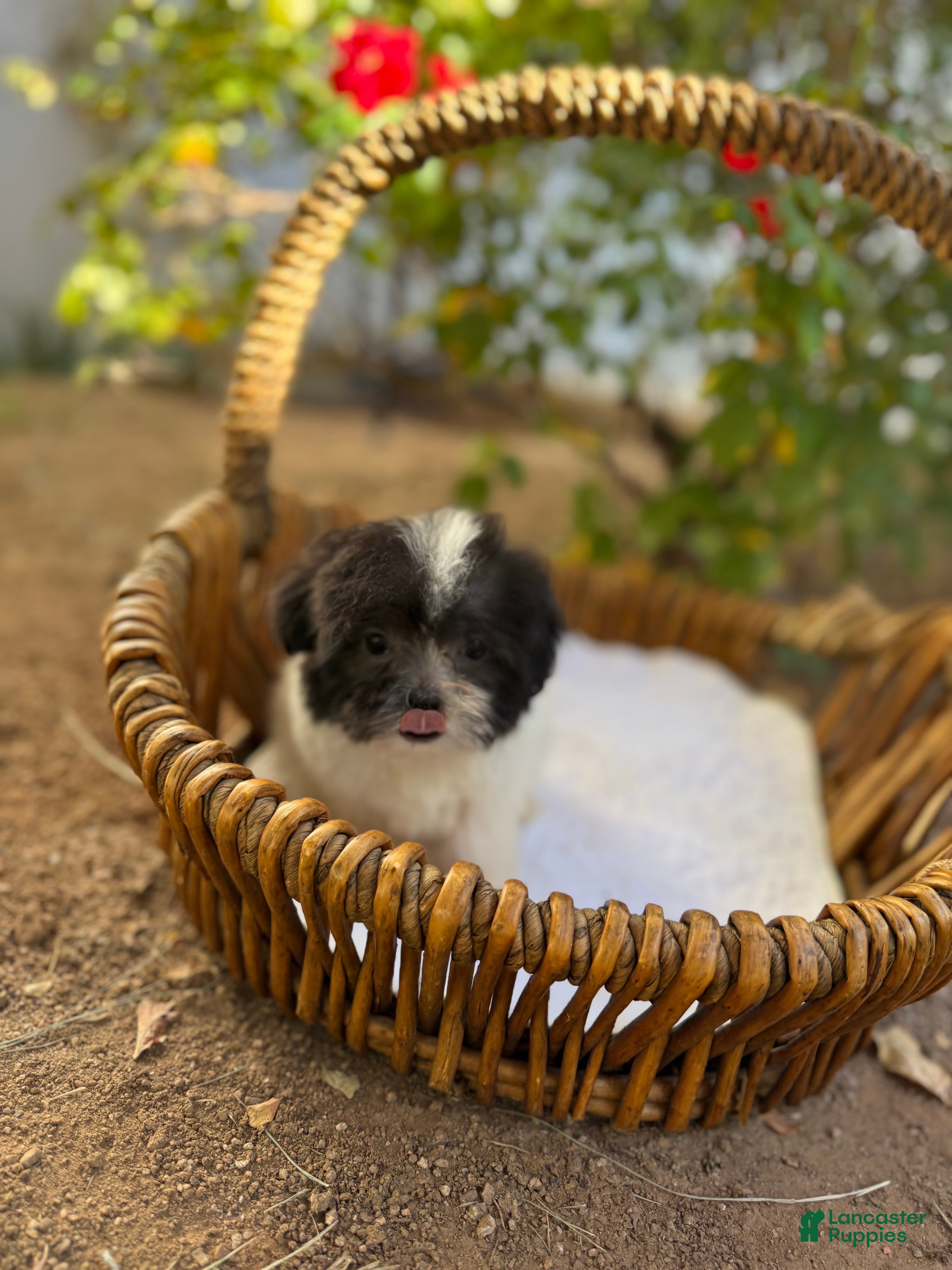 Shihpoo dogs for sale: Theo — The Sweet Little Cuddle Bug - Ad 2