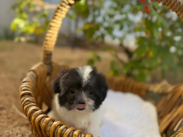 Shihpoo dogs for sale: Theo — The Sweet Little Cuddle Bug - Ad 2
