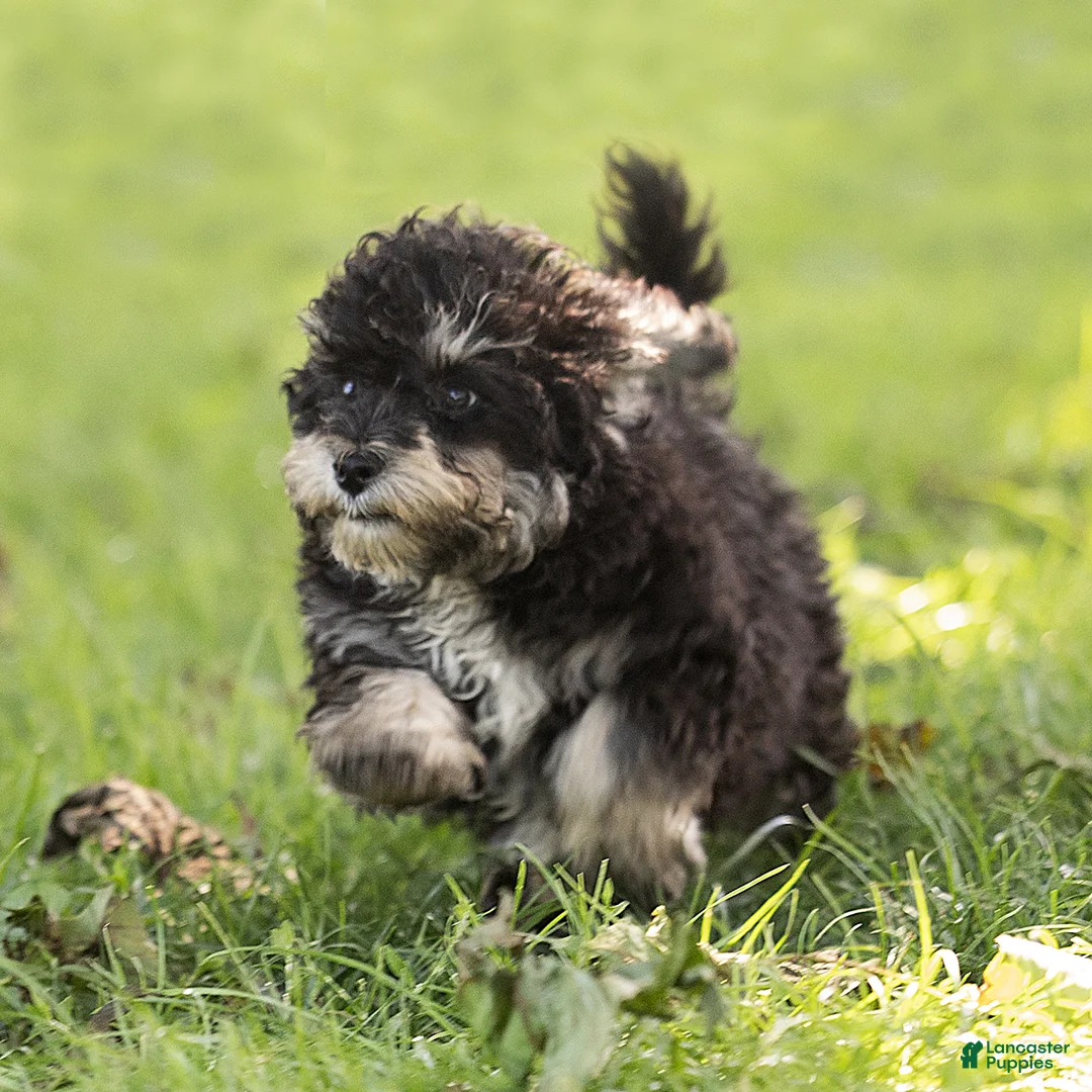 Maltipoo dogs for sale: Woody Maltipoo  - Ad 2