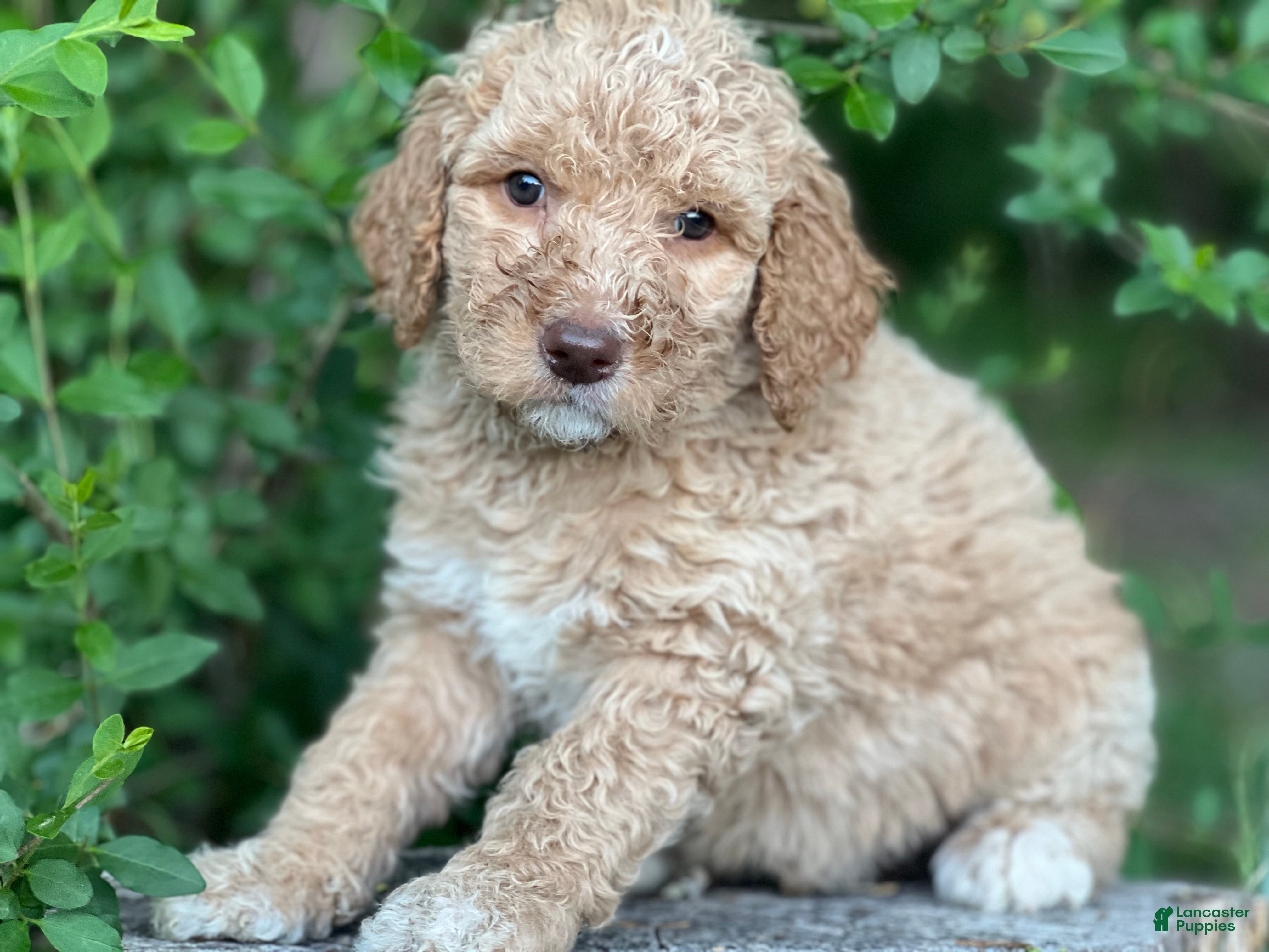 Goldendoodle dogs Willow /Black - Ad 1