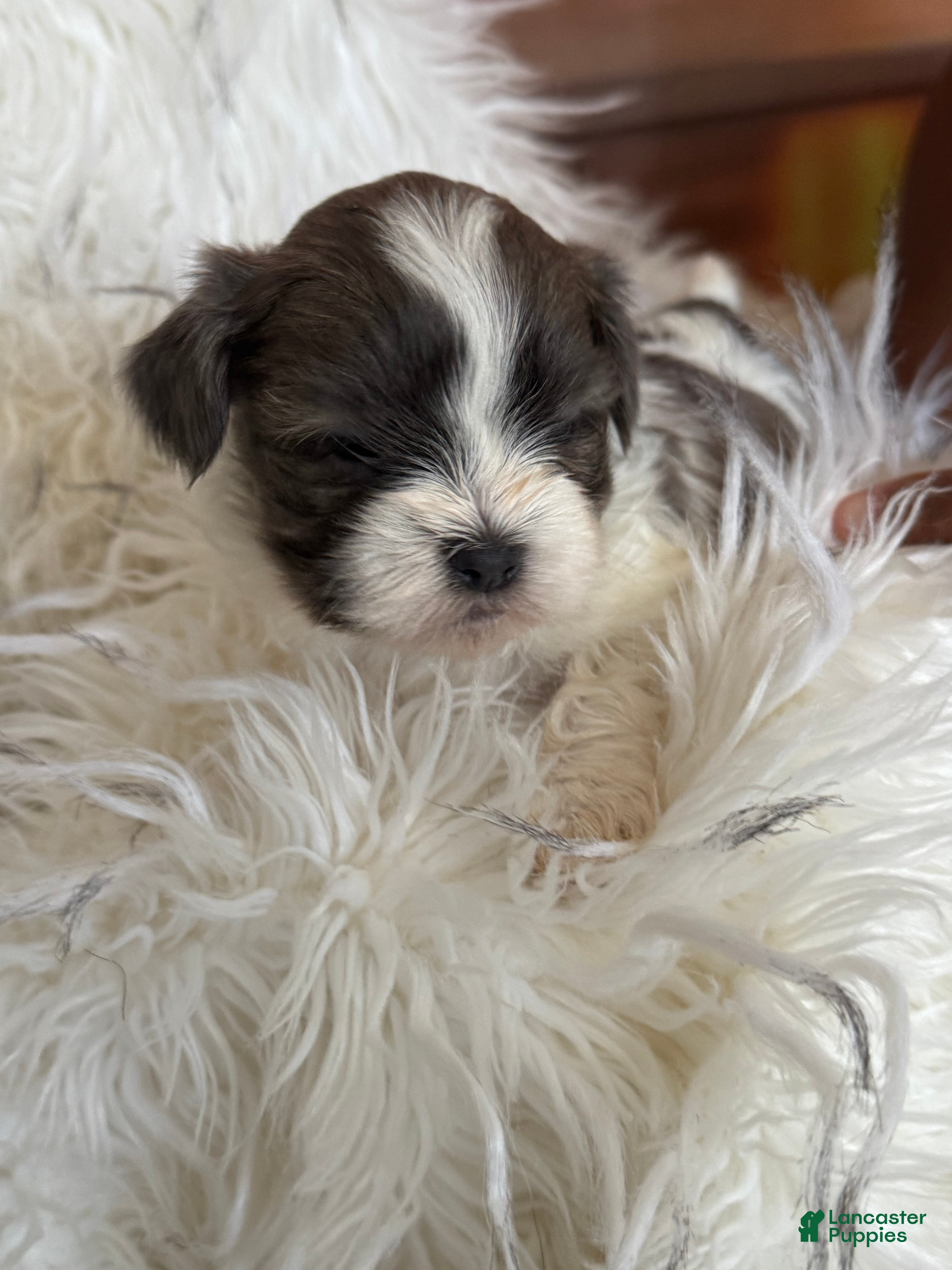 Shih Tzu dogs Shih Tzu Puppy 2 - Ad 13