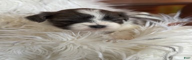 Shih Tzu Puppy 2