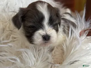 Shih Tzu dogs Shih Tzu Puppy 2 - Ad 19