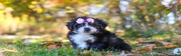Mini Bernedoodle dogs for sale: Olivia - Ad 3
