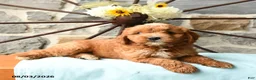 Mixed Breed dogs for sale: Laker - Ad 4