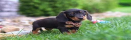Miniature Dachshund dogs for sale: Bryce - Ad 7